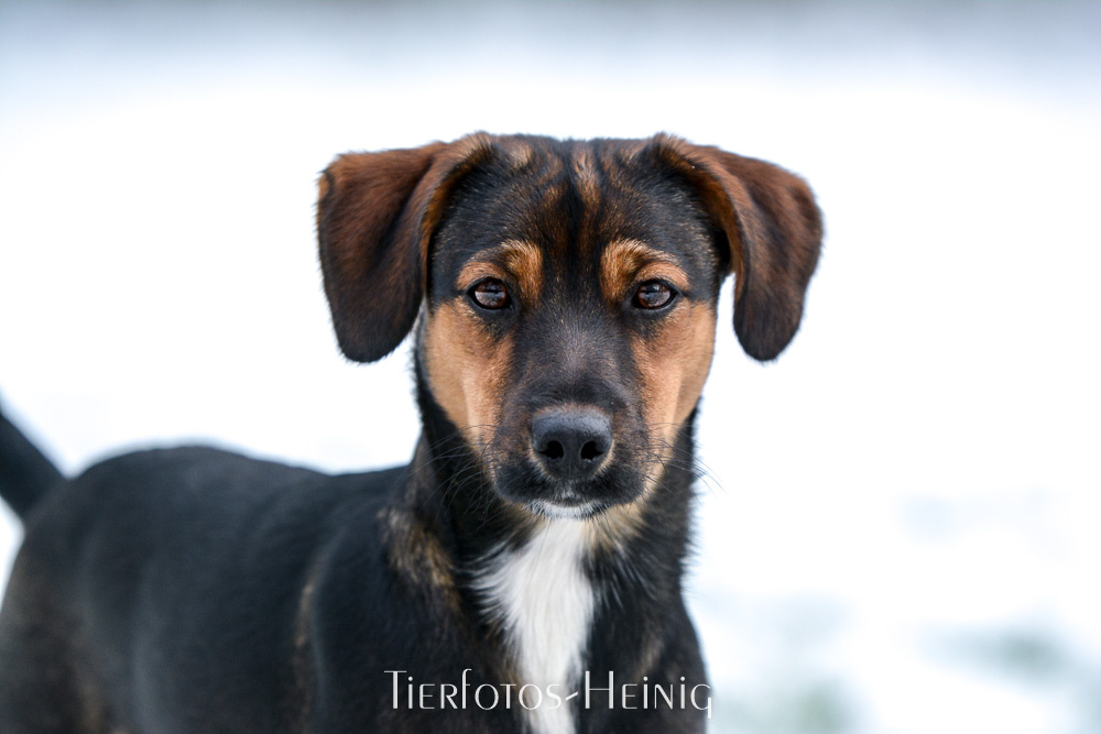 Hunde