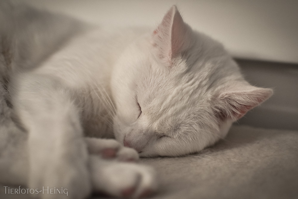 Katzen 