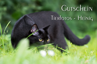 Gutschein Katze
