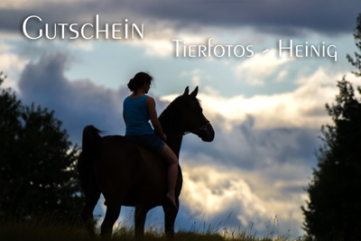 Gutschein Pferd Mensch