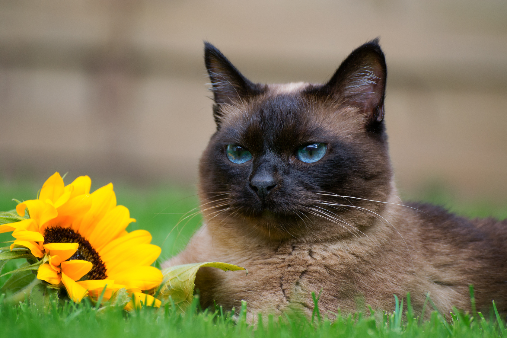 zur Bildergalerie Katzen